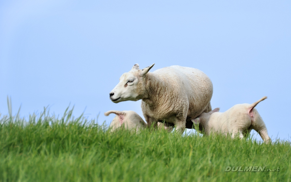 Sheep feeding two lambs